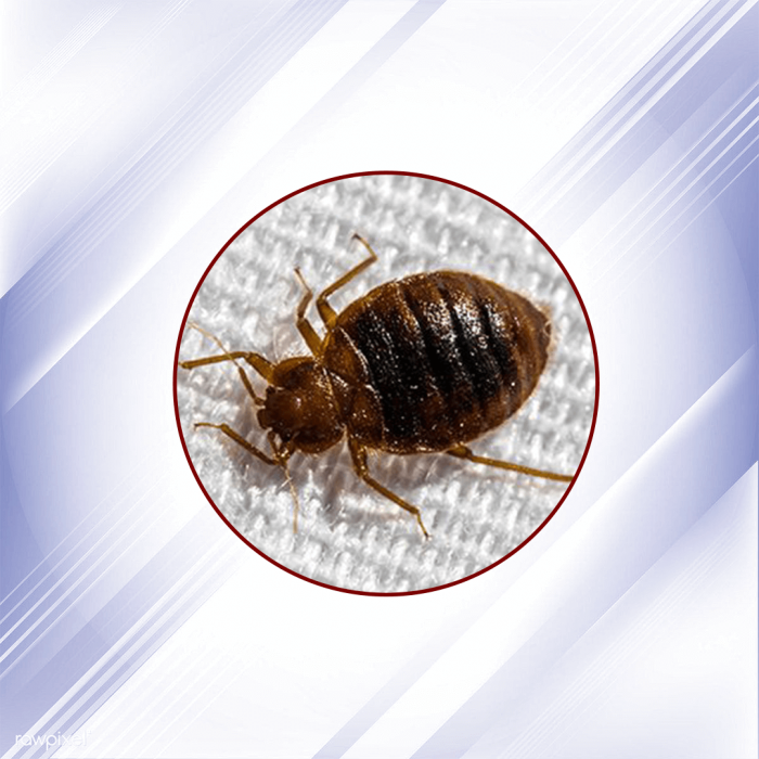 Product_Bedbug (1)